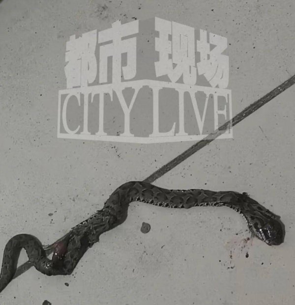 兴盛网 江苏常州一装修工人梦中突感凉意，感觉有动物爬过，打死后发现竟是一条蛇
